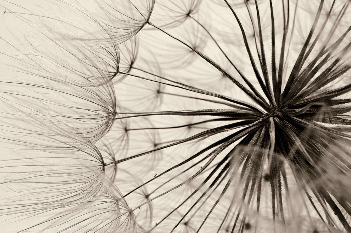 Fotobehang Paardenbloem close-up in vintage retro stijl