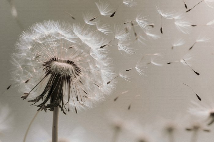 Fotobehang Paardenbloembloem met zaden in de wind botanisch patroon