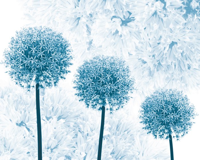 Fotobehang Sierlijke knoflookbloemen