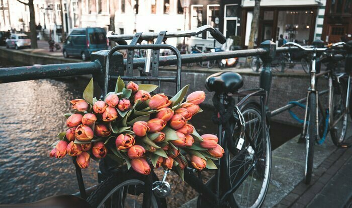 Fotobehang Fiets met tulpen