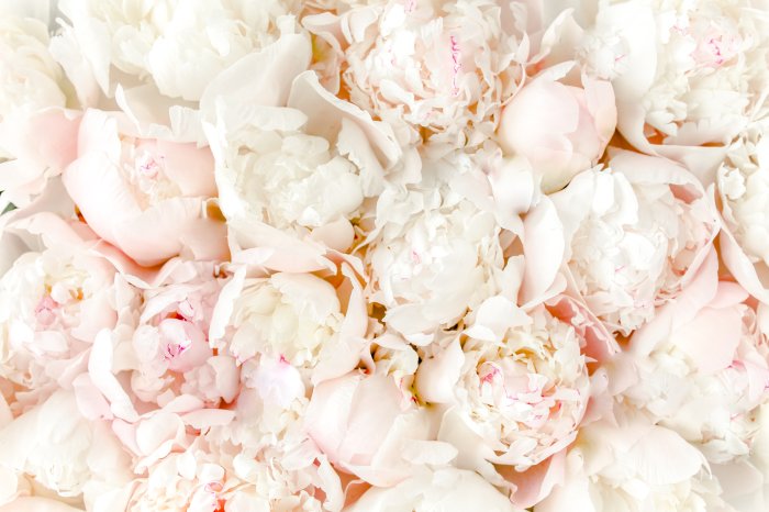 Fotobehang Bloeiende pioenrozen van dichtbij