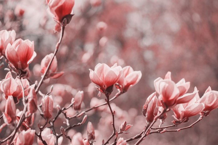Fotobehang Roze magnoliabloemen op een wazige achtergrond