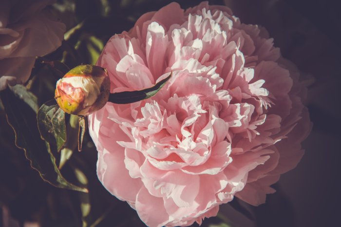 Fotobehang Prachtige roze pioenroos