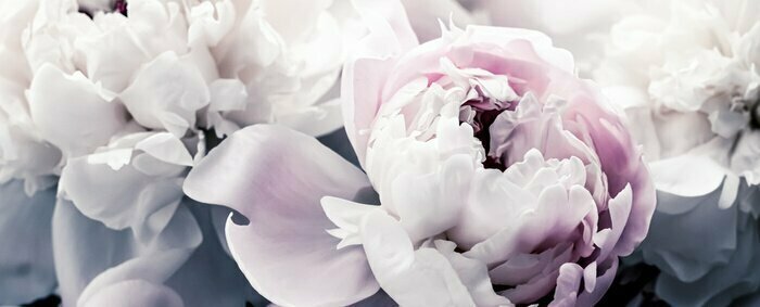 Fotobehang Pastelkleurige pioenrozen met een donkere achtergrond