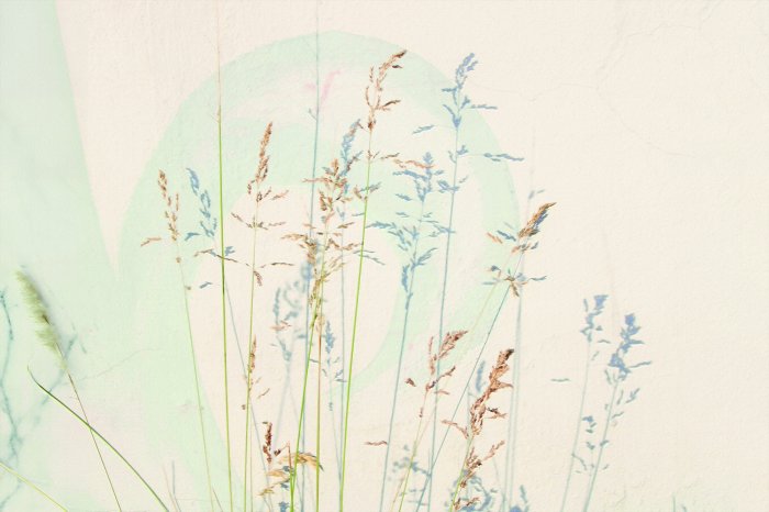 Fotobehang Delicate veldgrassen tegen een lichte achtergrond