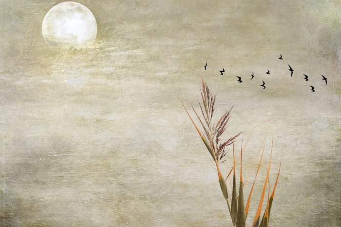 Fotobehang Volle maan, vogels en gras tegen de betonnen achtergrond