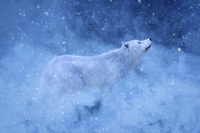 Fotobehang Een kalme witte wolf omringd door een winterlandschap