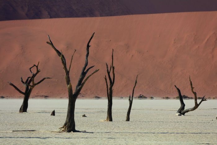 Fotobehang Een zandwoestijn met droge bomen