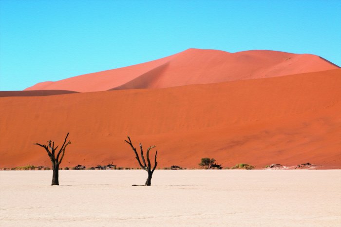 Fotobehang Kleine bomen in een uitgestrekt woestijngebied