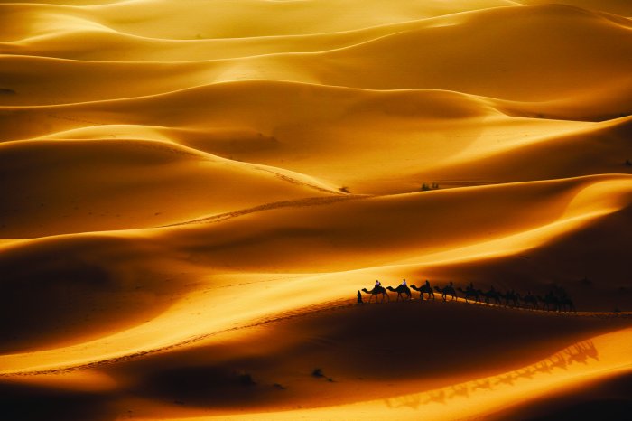 Fotobehang Dwalende kamelen op het eindeloze zand van de woestijn
