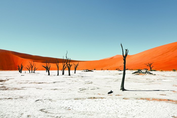 Fotobehang Dode bomen in de eindeloze zandwoestijn