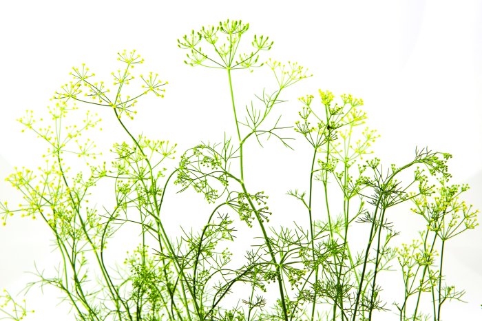 Fotobehang Een groene, wilde weide met weelderige vegetatie