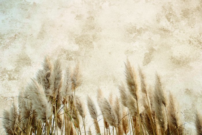 Fotobehang Een delicaat patroon met herfstgrassen