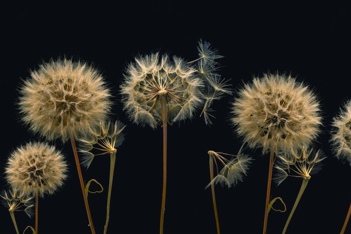 Fotobehang Close-up van de subtiele structuren van paardenbloemen
