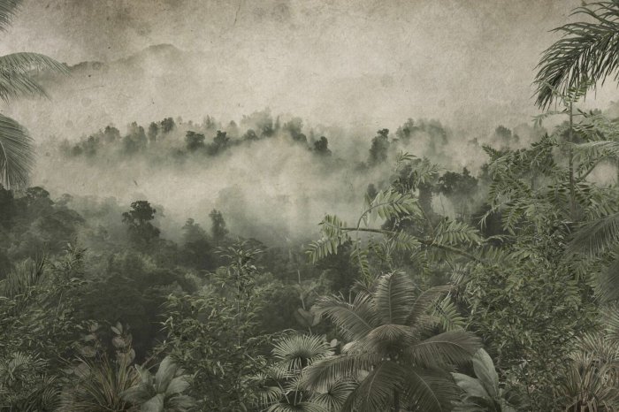 Fotobehang Tropische jungle in de mist