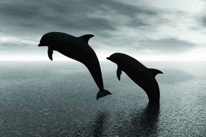 Fotobehang Een zwart-witfoto van dolfijnen boven het wateroppervlak.