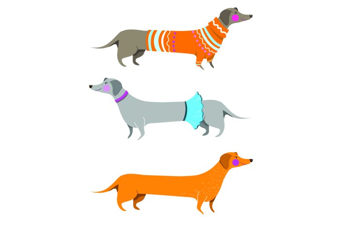 Fotobehang Teckels in kleding met een artistiek motief