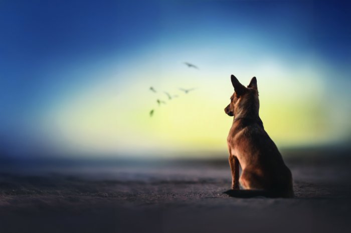 Fotobehang Een hond met het strand en de zee op de achtergrond