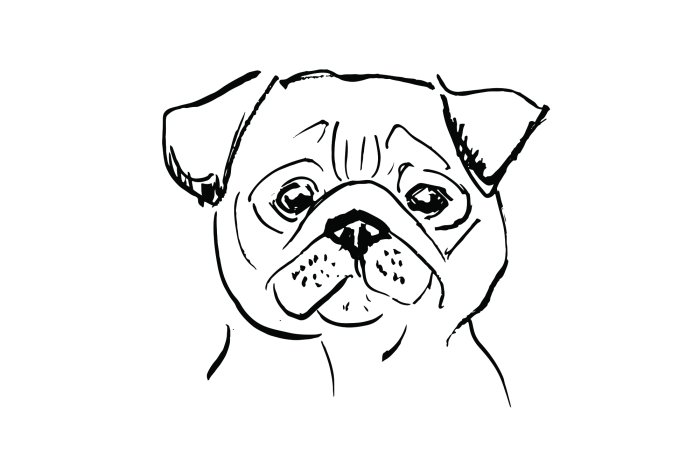 Fotobehang Schetstekening van een mopshond