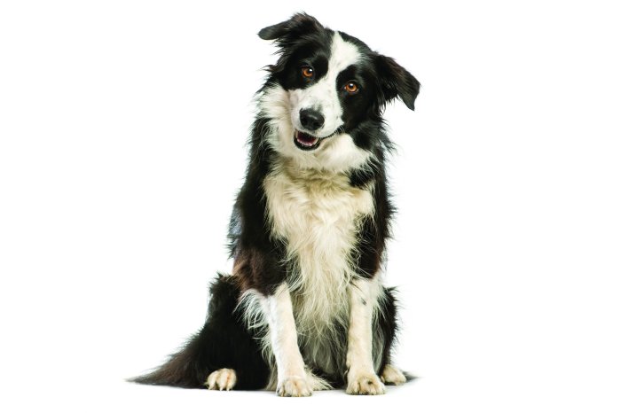 Fotobehang Border Collie in een realistisch portret