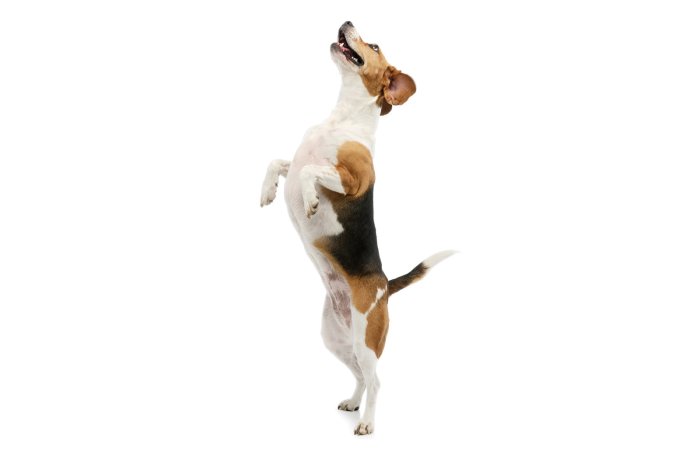 Fotobehang Beagle in beweging 3D-effect
