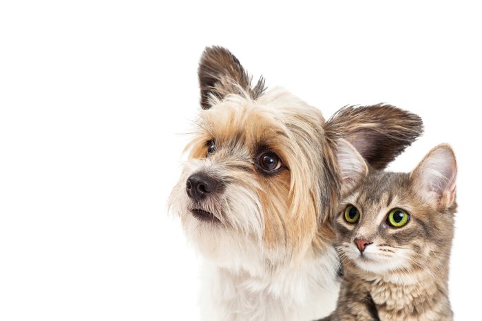 Fotobehang Portret van een hond en een kat op een lichte achtergrond