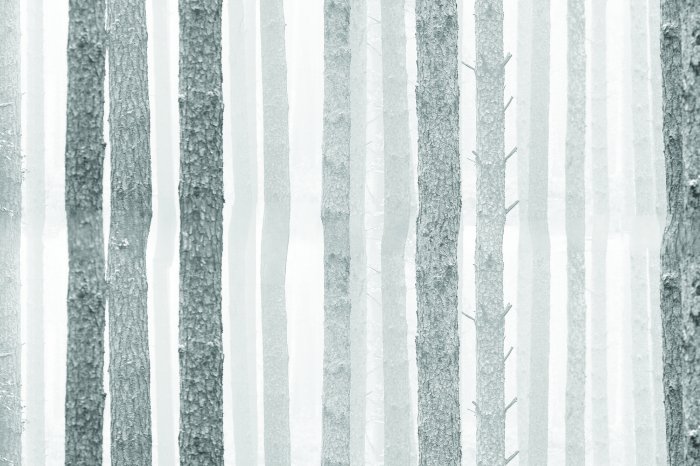 Fotobehang Berkenbos in grijze kleuren