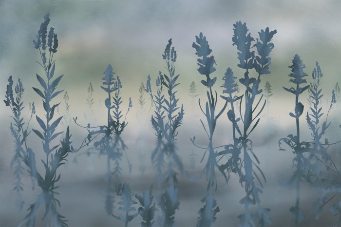 Fotobehang Schaduwen van blauwe lavendel op een wazige achtergrond