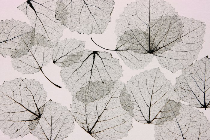 Fotobehang Abstracte bladeren weerspiegeld op de muur