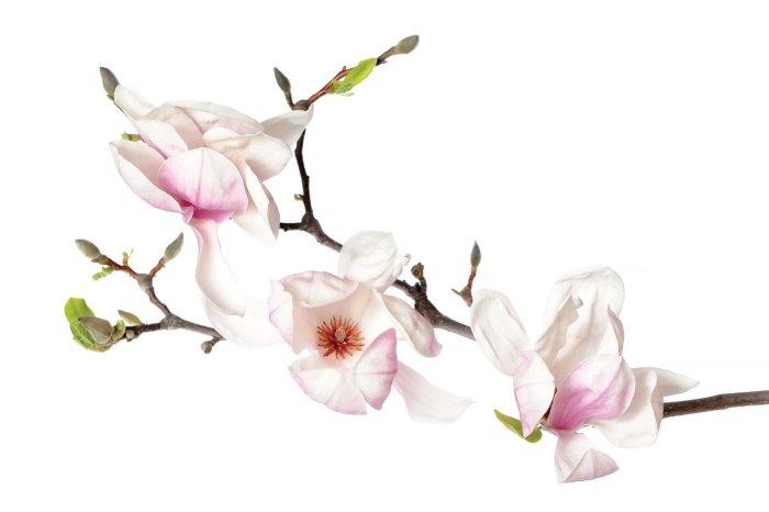 Fotobehang Orchideeënstengel met witte bloemen