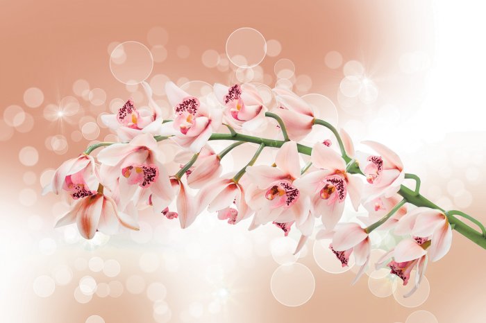 Fotobehang Een tak van een orchidee met luchtbellen