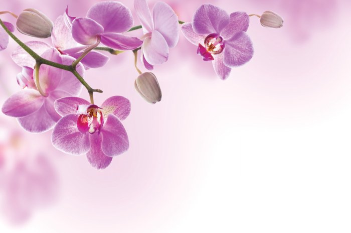 Fotobehang Hangende roze orchideeënbloemen