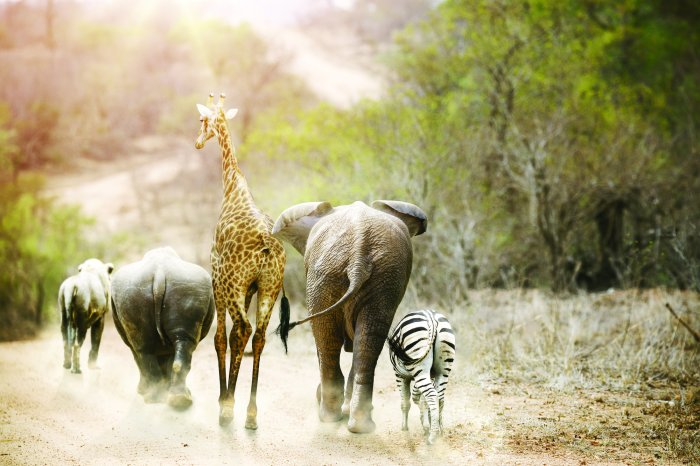 Fotobehang Dieren van Afrika die langs de weg lopen