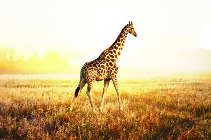 Fotobehang Giraf op de Afrikaanse savanne