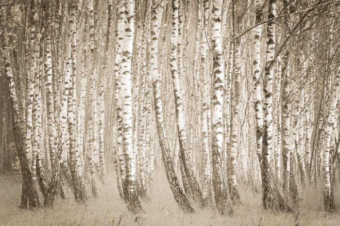 Fotobehang Berkenboslandschap in sepia