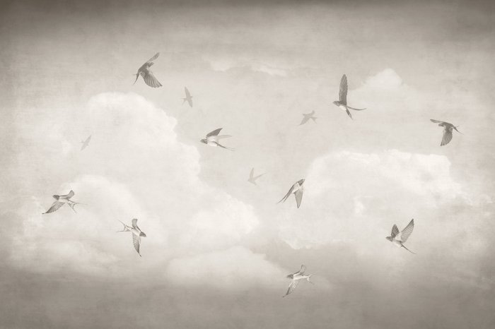 Fotobehang Zwaluwen tegen een kalme lucht