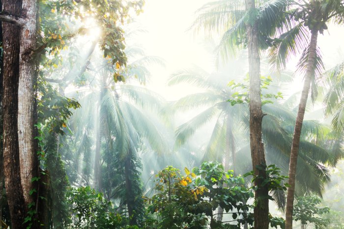 Fotobehang Zonnig palmbomenlandschap in een tropische jungle