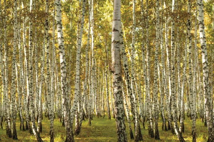 Fotobehang Zonnig uitzicht op het berkenbos