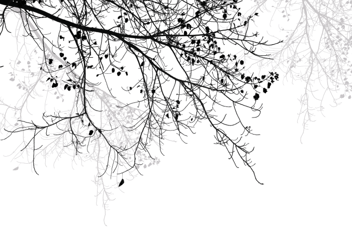 Fotobehang Takken met bladeren in zwart en grijs