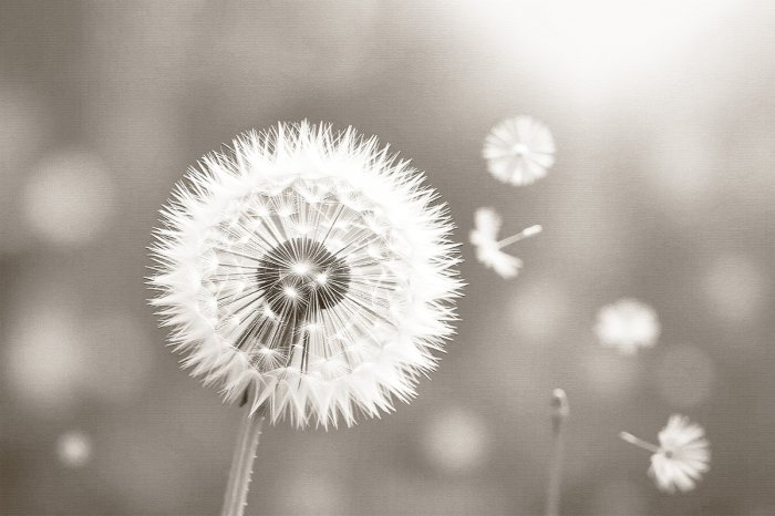 Fotobehang Paardenbloem op een wazige achtergrond, botanisch patroon met paardenbloemen
