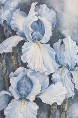 Sticker Lichtblauwe irissen in aquarelstijl