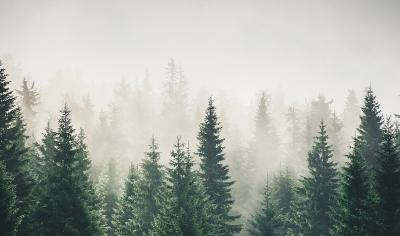 Sticker Donkergroen naaldbos in de mist