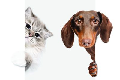 Sticker Kat en teckel op een witte achtergrond