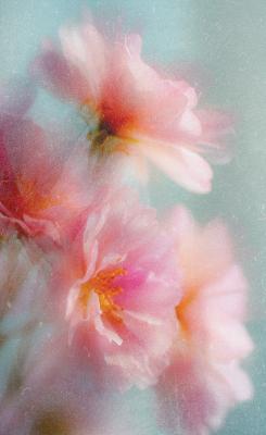 Sticker Vage foto van kersenbloesems