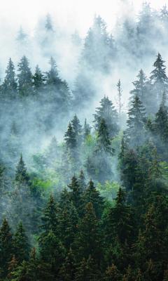 Sticker Dicht naaldbos gehuld in mist