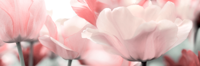Canvas Pink Tulips