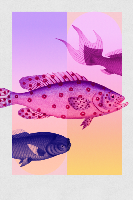 Canvas Fish in Pastels - Stylized Fish Against Gradient Shapes