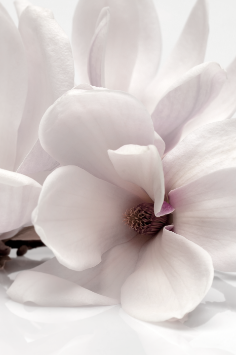 Canvas Blooming Light (1 Part) Vertical