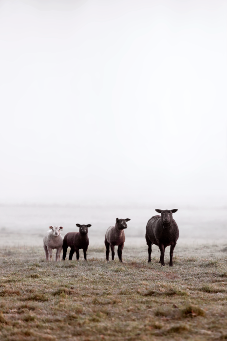 Canvas Friends in the Morning (1 Part) Vertical