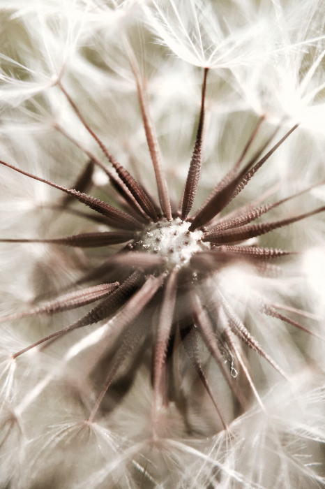 Canvas Closeness to Nature (1 Part) Vertical